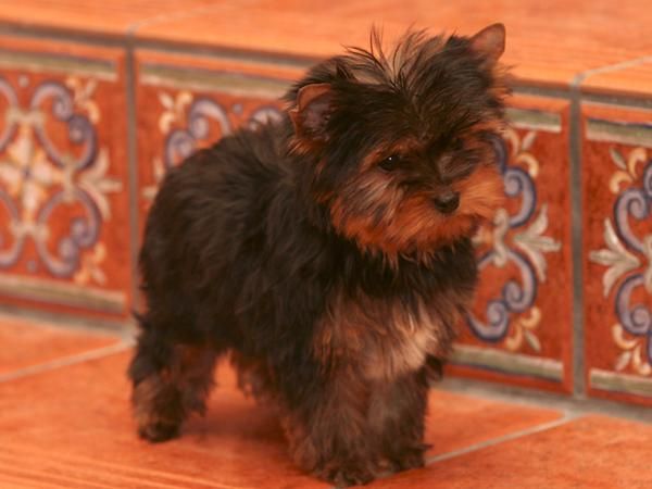 Yorkshire Terrier de YORKMARI