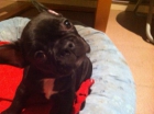 BULLDOG FRANCÉS - Preciosa camada - 3 machos, dos vaquitas y uno atigrado ***400 euros*** - mejor precio | unprecio.es