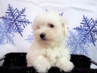 BICHON MALTES CACHORRITOS DE DOS MESES , MACHOS & HEMBRAS - mejor precio | unprecio.es
