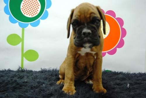 cachorretes de boxer, camada ideal