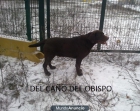cachorritos de labrador chocolate - mejor precio | unprecio.es