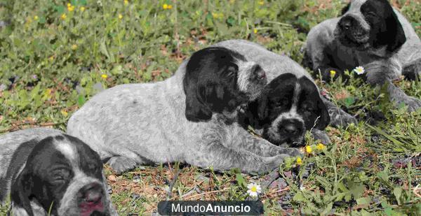 Cachorros Deutsch Drahthaar con pedigree preciosos