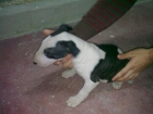 camada bullterrier - mejor precio | unprecio.es