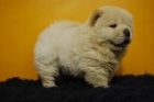 chow chow, macho y hembra, calidad, con garantias por escrito - mejor precio | unprecio.es
