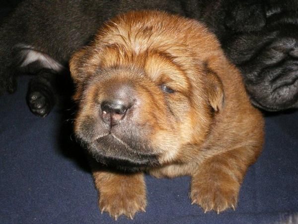 COMPRA SHAR PEI