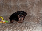 Perro Precioso Cachorro Yorkshire Terrier Pedigree - mejor precio | unprecio.es