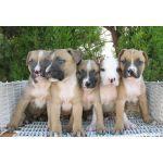 Pitbull Terrier,excelentes cachorros