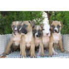 Pitbull Terrier,excelentes cachorros - mejor precio | unprecio.es