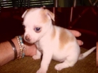Preciosos chihuahuas - mejor precio | unprecio.es