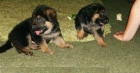 Cachorros de pastor alemán para buena familia - mejor precio | unprecio.es