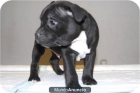 Cachorros de staffordshire bull terrier, excelente camadita - mejor precio | unprecio.es