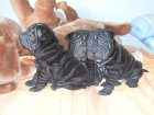 camada de shar pei negros y chocolate - mejor precio | unprecio.es