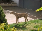 Cyrano, precioso galgo de 2 años en ADOPCION abandonado por no servir para cazar. - mejor precio | unprecio.es