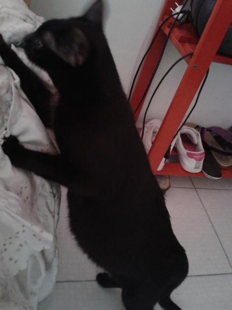 Regalo lindos gatitos recien nacidos ! ...  un hogar para ellos porfavor !!^^
