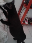 Regalo lindos gatitos recien nacidos ! ...  un hogar para ellos porfavor !!^^ - mejor precio | unprecio.es