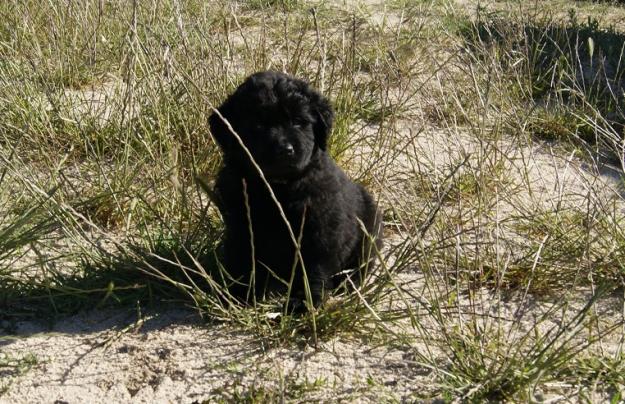 Terranova cachorritos de dos meses