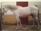 urge vender caballo bien domado por no poder mantener - mejor precio | unprecio.es