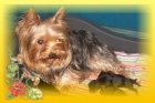 yorkshire terrier dos machitos con pedigri loe - mejor precio | unprecio.es