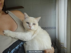 Gato en adopción, Fénix. - mejor precio | unprecio.es