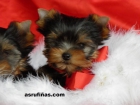 Yorkshire Terrier.Nacidos en La Coruña. - mejor precio | unprecio.es