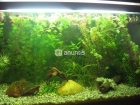 ACUARIO 100L. CON PECES Y PLANTAS GRATIS - mejor precio | unprecio.es