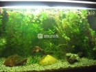 ACUARIO 100L. CON PECES Y PLANTAS GRATIS - mejor precio | unprecio.es