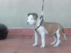 AKKYRAH AMERICAN STTANFORD HEMBRA - mejor precio | unprecio.es