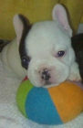 bulldog frances - mejor precio | unprecio.es