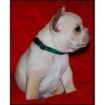 CACHORRO DE BULLDOG FRANCES