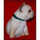 CACHORRO DE BULLDOG FRANCES - mejor precio | unprecio.es