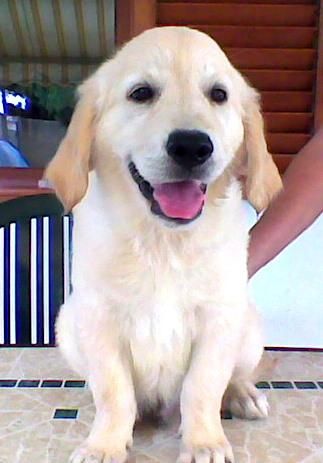 Cachorro Golden Retriver