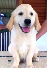 Cachorro Golden Retriver - mejor precio | unprecio.es