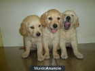 CACHORROS DE GOLDEN RETRIEVER - mejor precio | unprecio.es