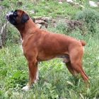CAMADA BOXER - mejor precio | unprecio.es
