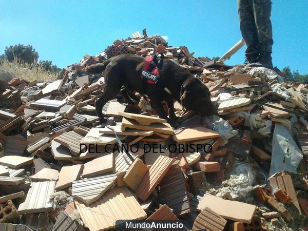 labradores chocolates de rescate y salvamento