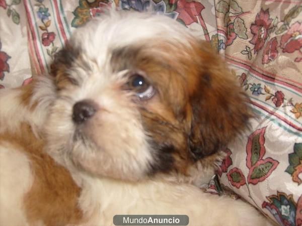 lindos shih zut