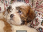 lindos shih zut - mejor precio | unprecio.es