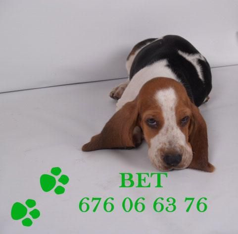 magnificos cachorros de basset hound