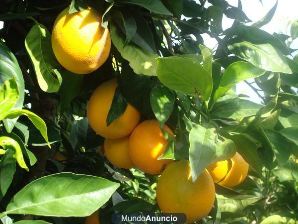 NARANJAS NAVELINAS DE PALMA DEL RIO