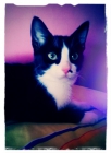 Norma Jean, una gatita tan guapa como Marilyn  en adopción - mejor precio | unprecio.es