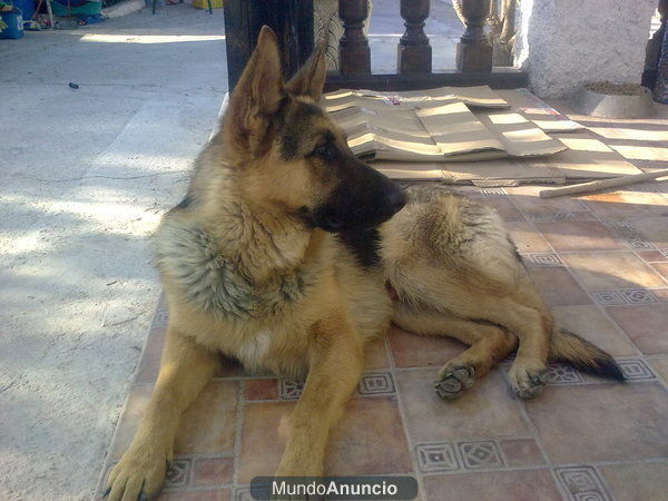 pastor aleman de un año pedigree de rsce linea belleza