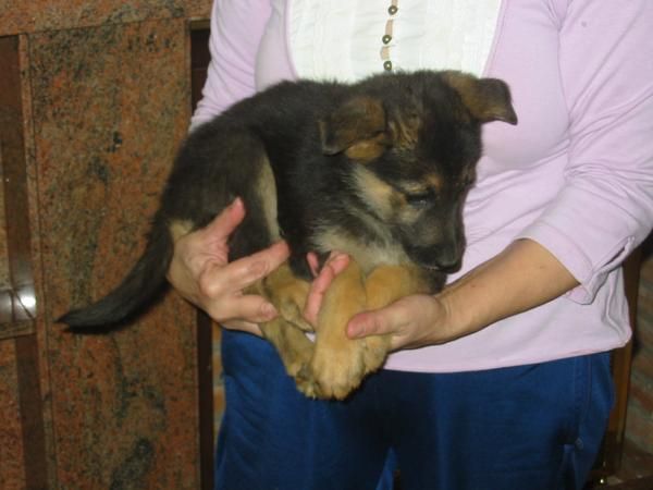 Pastores alemanes,cachorros,machos y hembras con pedigree.