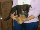 Pastores alemanes,cachorros,machos y hembras con pedigree. - mejor precio | unprecio.es