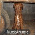 perrito adopción o acogida - mejor precio | unprecio.es