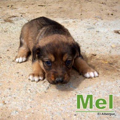 Preciosos cachorros de 2 meses en adopción-- Sevilla