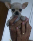 Preciosos cachorros de Chihuahua - mejor precio | unprecio.es
