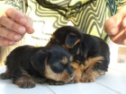 Preciosos Cachorros de Yorkshire, Calidad y Garantia - mejor precio | unprecio.es