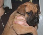 Preciosos cachorros Dogo Aleman dorado LOE - mejor precio | unprecio.es