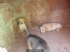 Regalo cachorros - mejor precio | unprecio.es