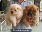 REGALO ESTUPENDOS CACHORROS DE CHOW CHOW - mejor precio | unprecio.es